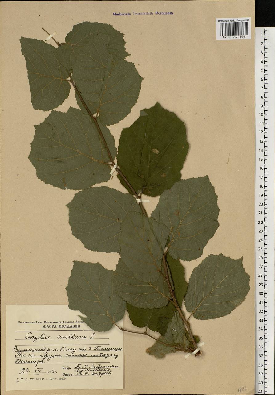 Corylus avellana L., Eastern Europe, Moldova (E13a) (Moldova)