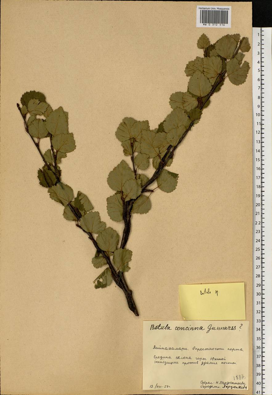 Betula, Eastern Europe, Northern region (E1) (Russia)
