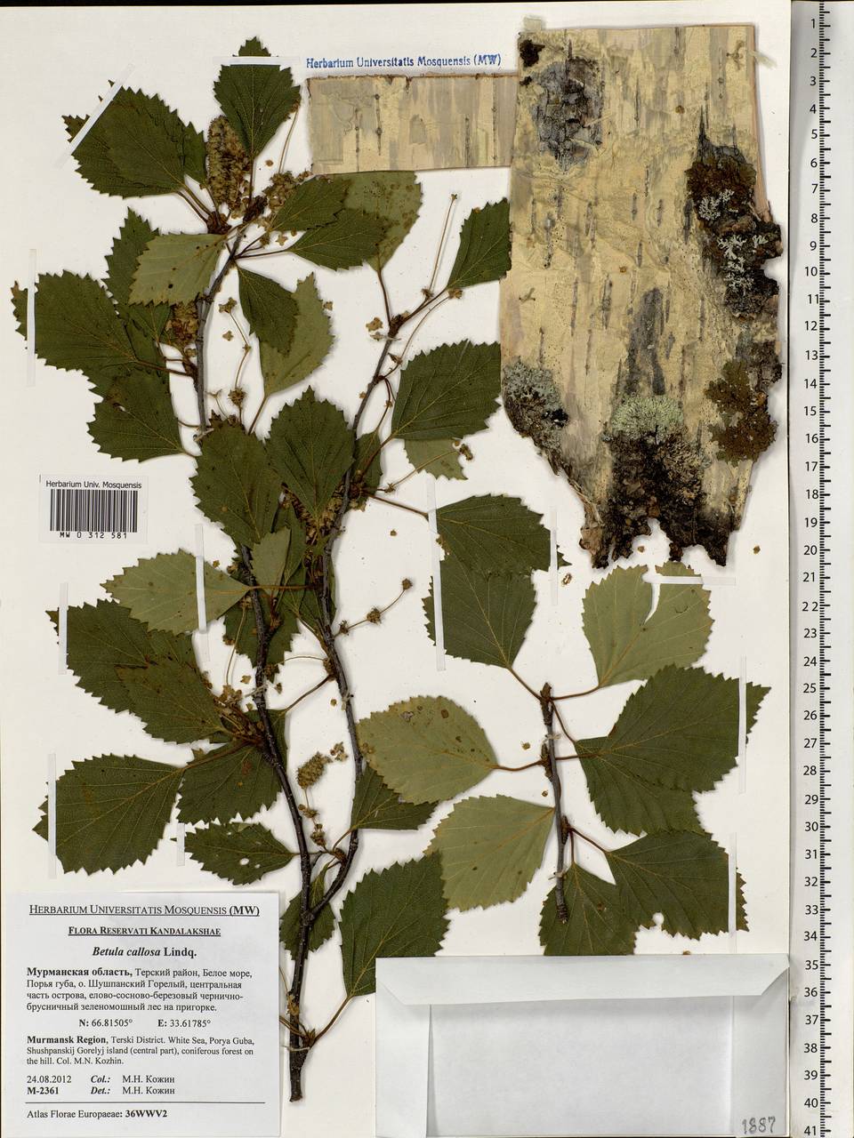 Betula pubescens var. pubescens, Eastern Europe, Northern region (E1) (Russia)