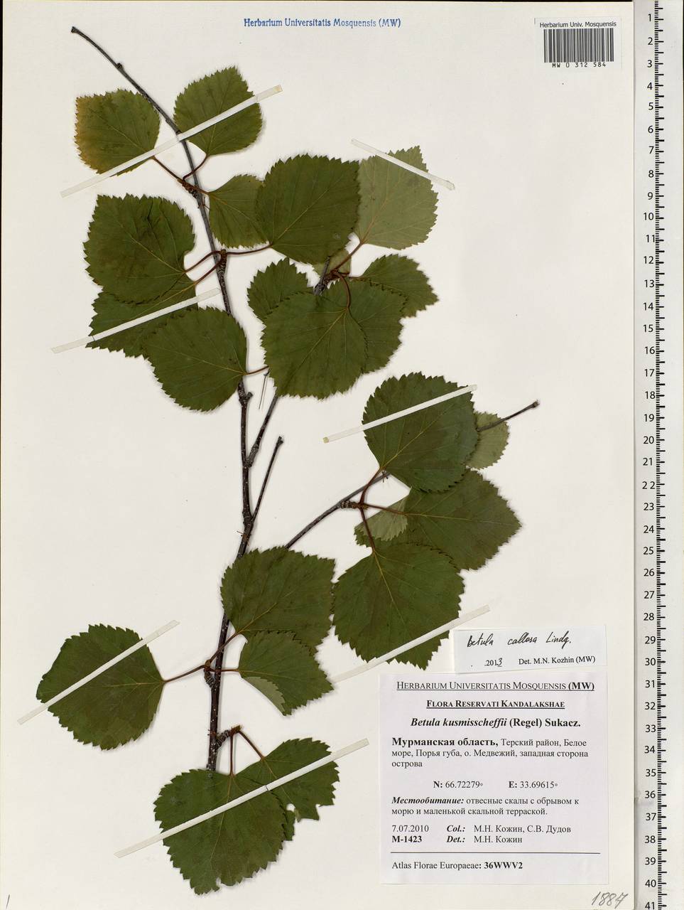 Betula pubescens var. pubescens, Eastern Europe, Northern region (E1) (Russia)