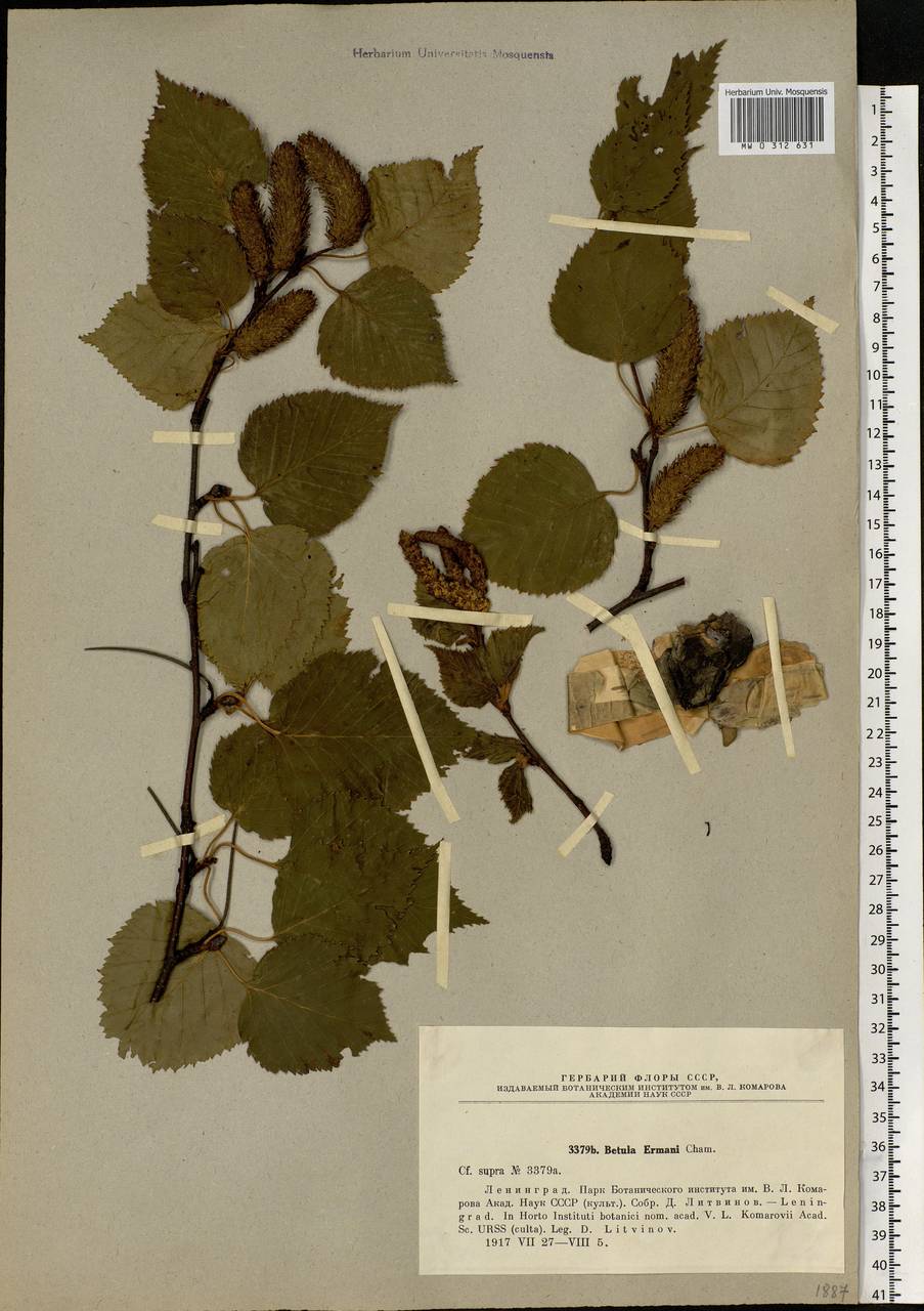 Betula ermanii Cham., Eastern Europe, North-Western region (E2) (Russia)