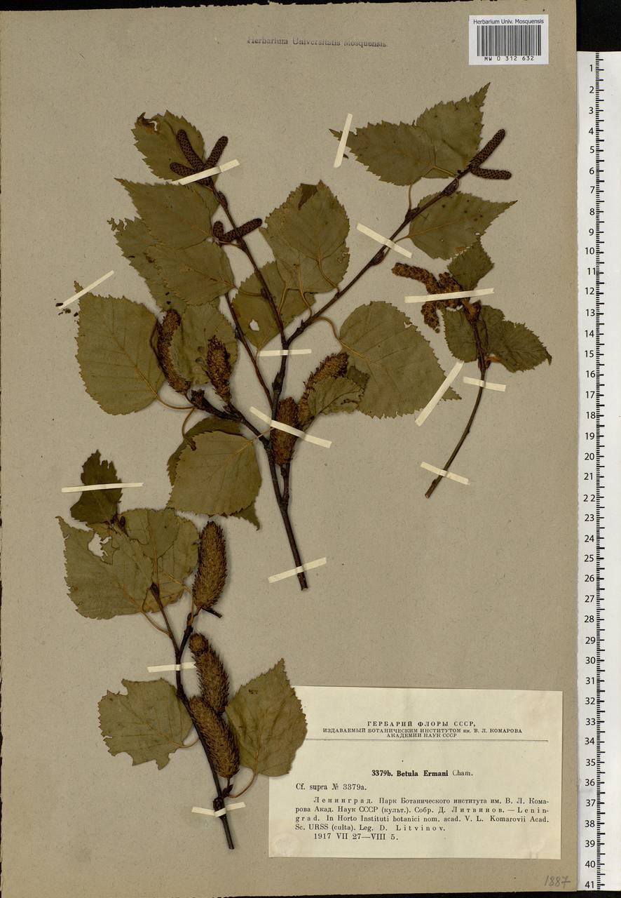 Betula ermanii Cham., Eastern Europe, North-Western region (E2) (Russia)