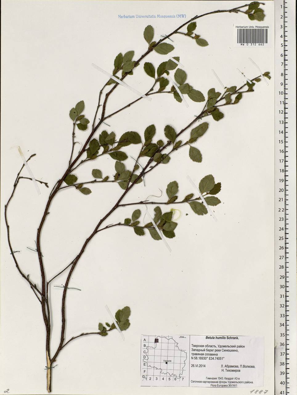 Betula humilis Schrank, Eastern Europe, North-Western region (E2) (Russia)