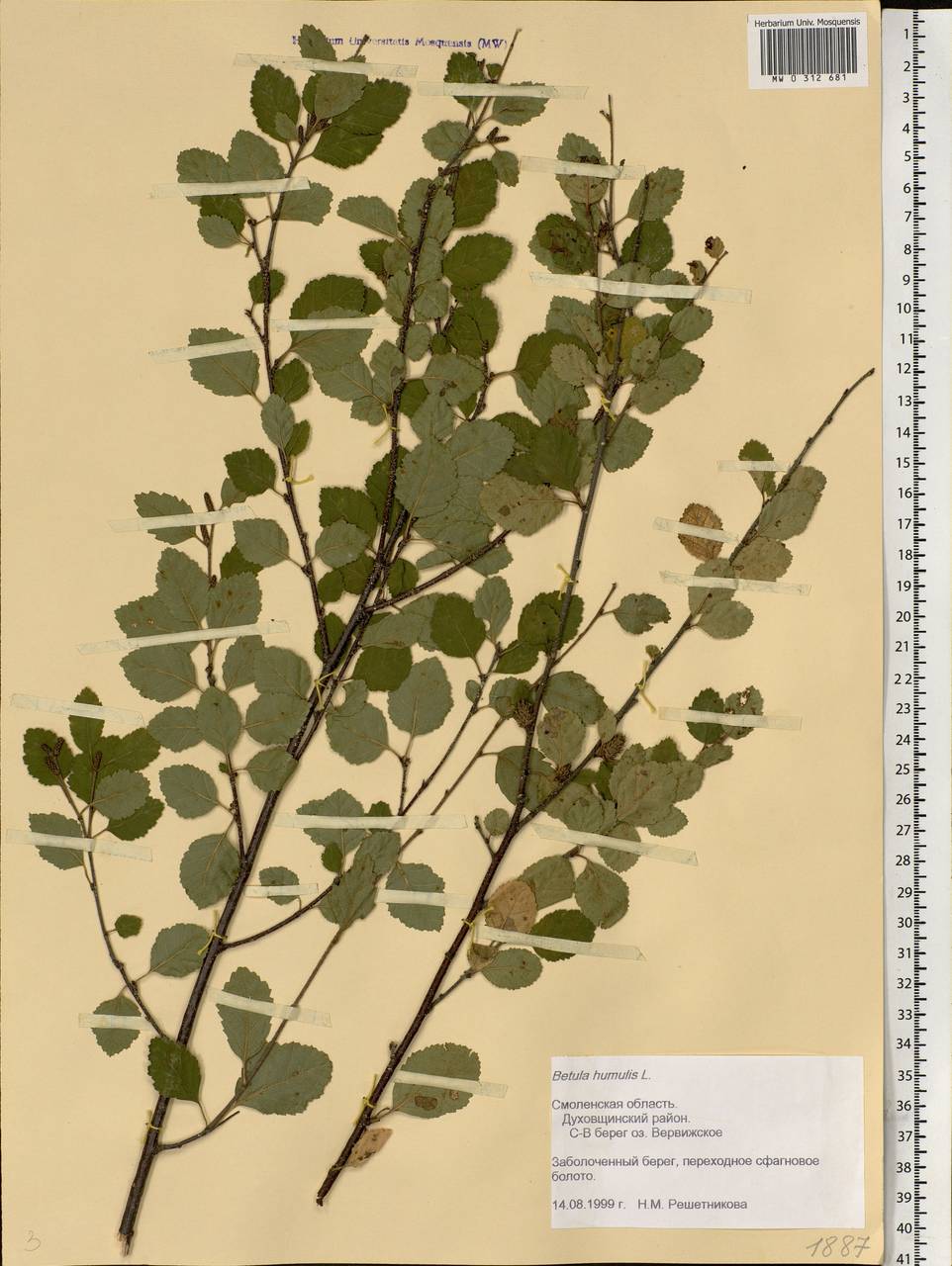 Betula humilis Schrank, Eastern Europe, Western region (E3) (Russia)