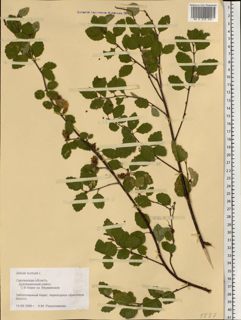 Betula humilis Schrank, Eastern Europe, Western region (E3) (Russia)