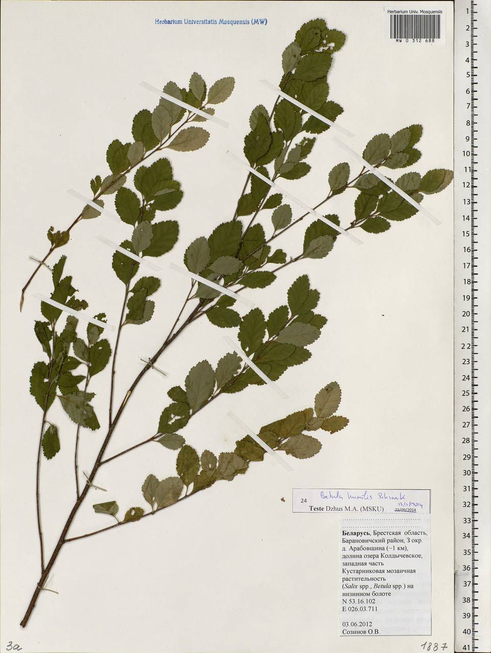 Betula humilis Schrank, Eastern Europe, Belarus (E3a) (Belarus)