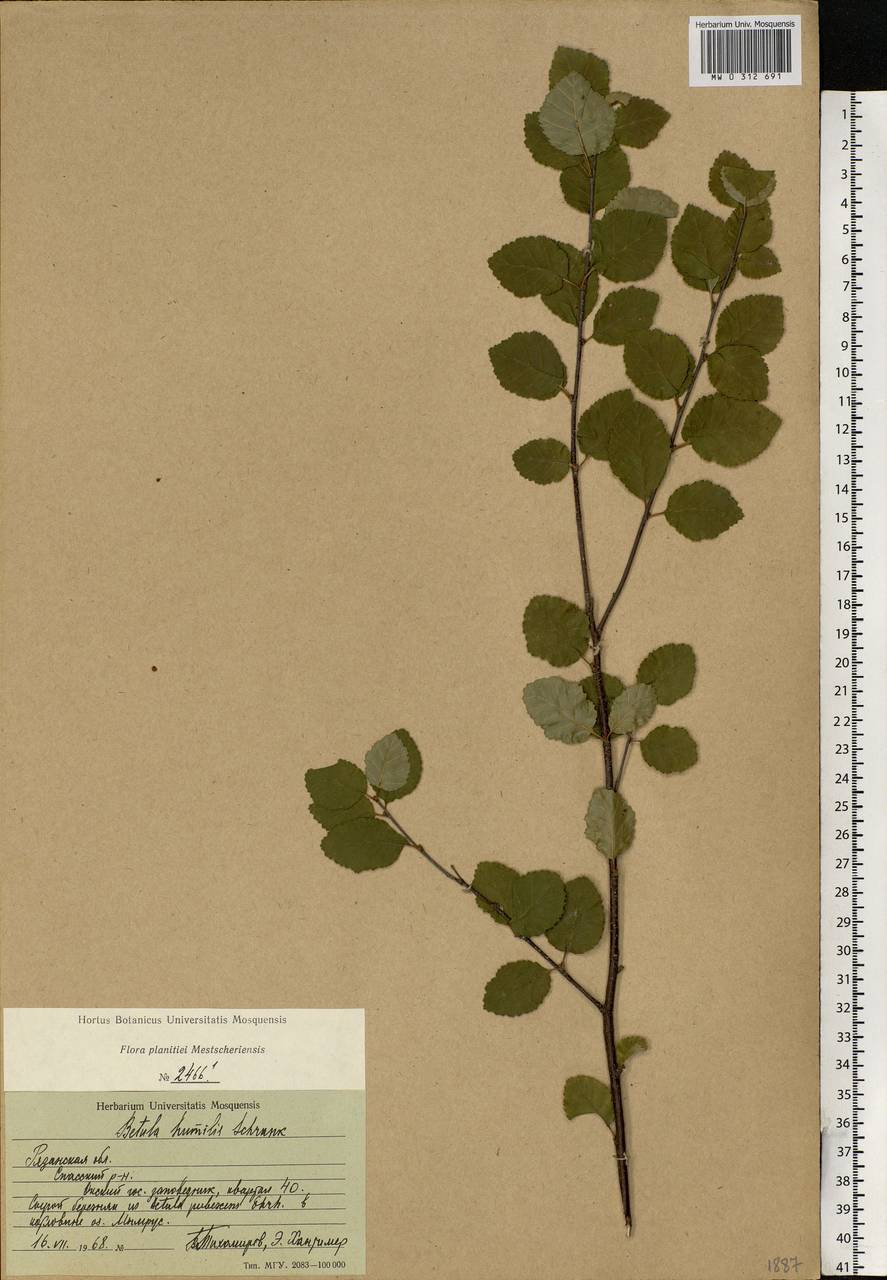 Betula humilis Schrank, Eastern Europe, Central region (E4) (Russia)