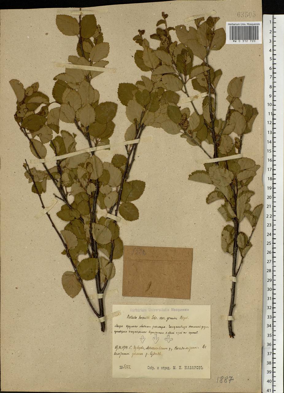 Betula humilis Schrank, Eastern Europe, Central region (E4) (Russia)