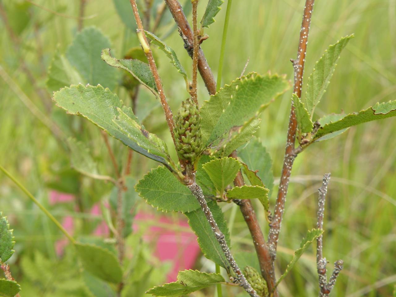 Betula humilis Schrank, Eastern Europe, Central region (E4) (Russia)