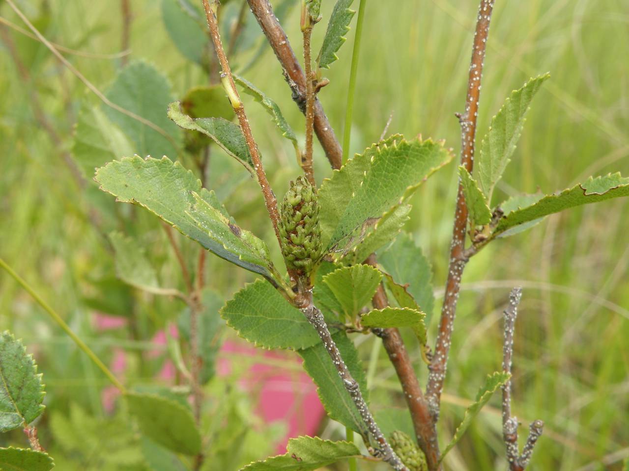 Береза приземистая - Betula humilis Schrank