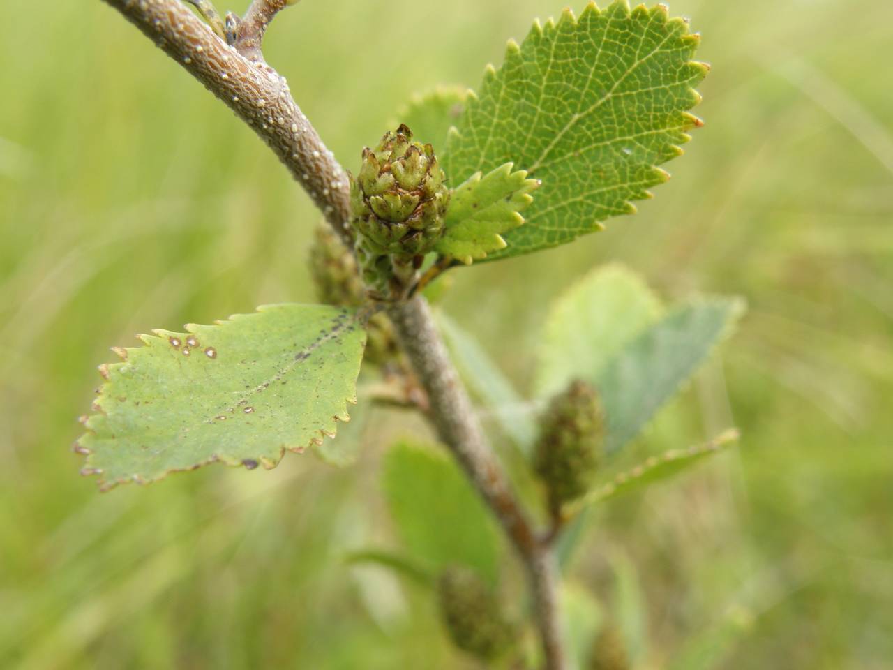 Береза низкая Betula humilis