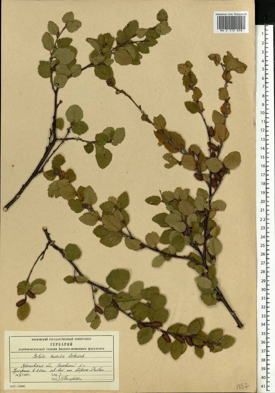 Betula humilis Schrank, Eastern Europe, Central forest region (E5) (Russia)