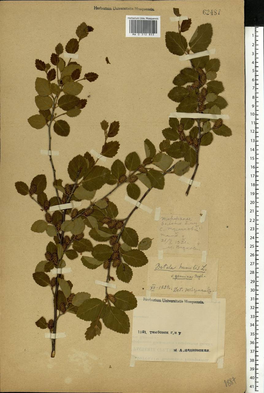Betula humilis Schrank, Eastern Europe, Central forest-and-steppe region (E6) (Russia)