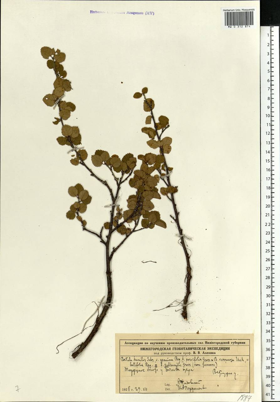 Betula humilis Schrank, Eastern Europe, Volga-Kama region (E7) (Russia)