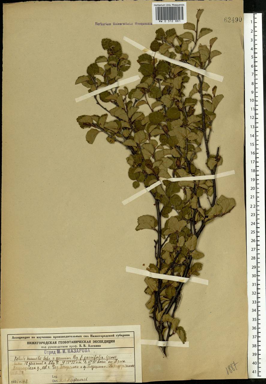 Betula humilis Schrank, Eastern Europe, Central forest region (E5) (Russia)