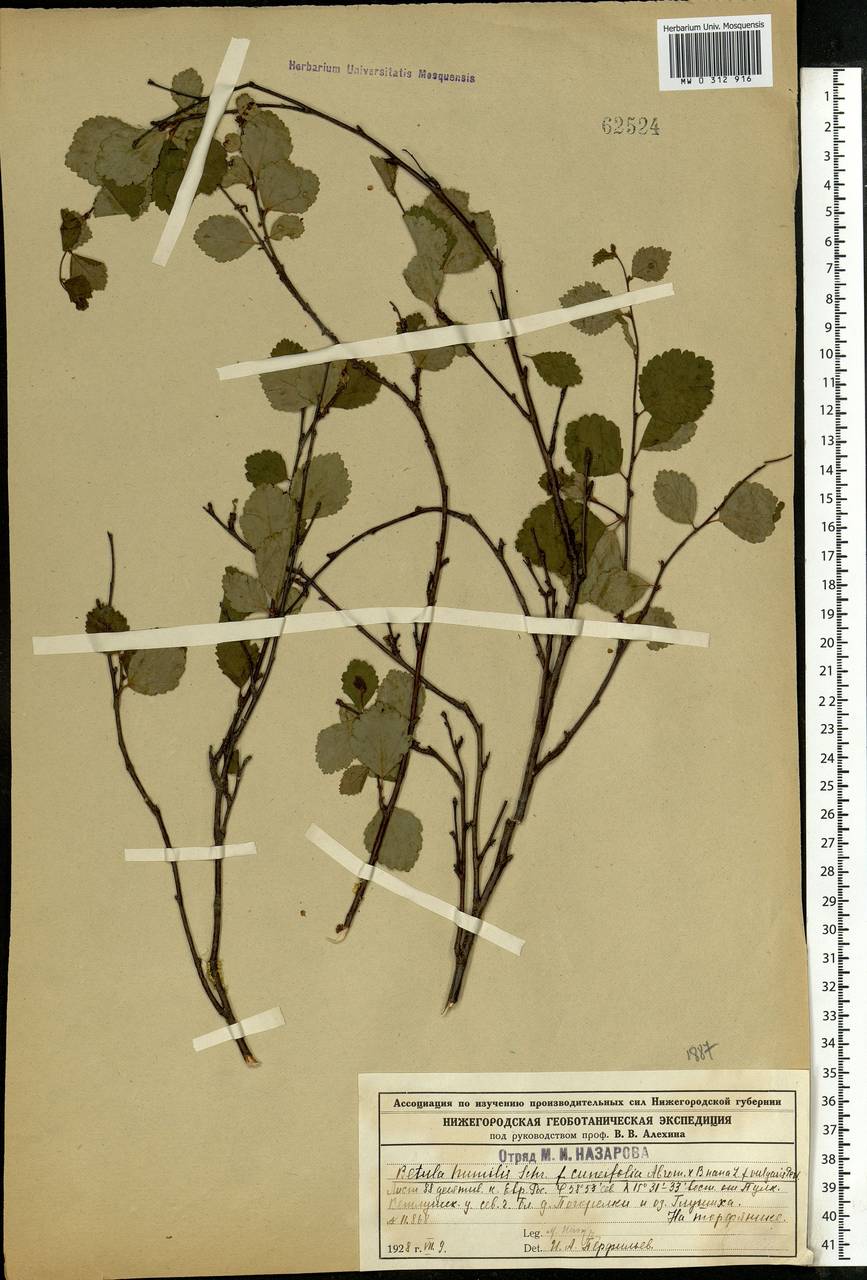 Betula humilis Schrank, Eastern Europe, Central forest region (E5) (Russia)
