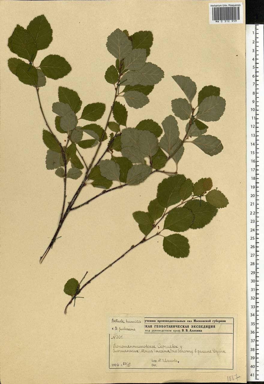 Betula humilis Schrank, Eastern Europe, Moscow region (E4a) (Russia)
