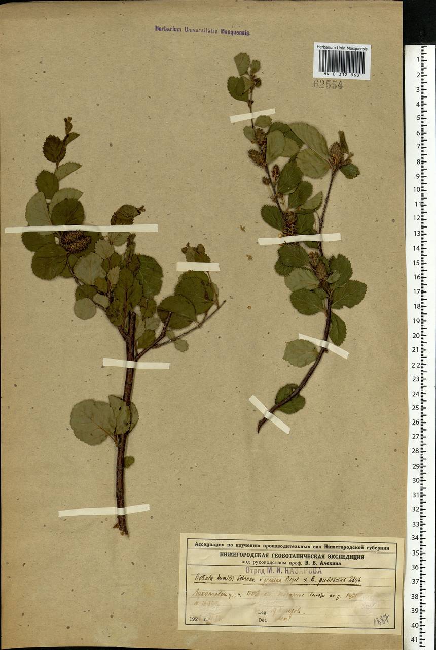 Betula humilis Schrank, Eastern Europe, Volga-Kama region (E7) (Russia)