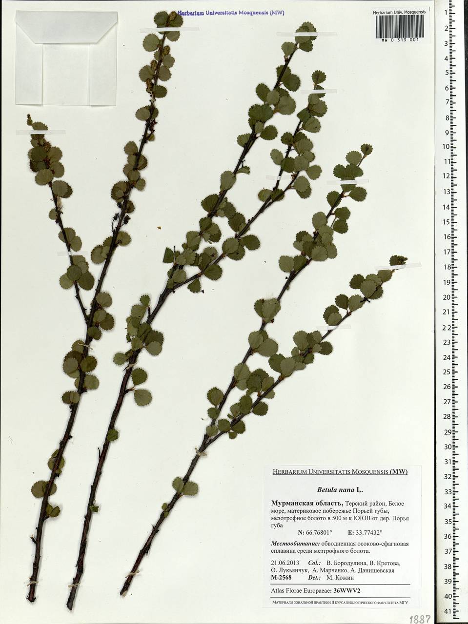 Betula nana L., Eastern Europe, Northern region (E1) (Russia)