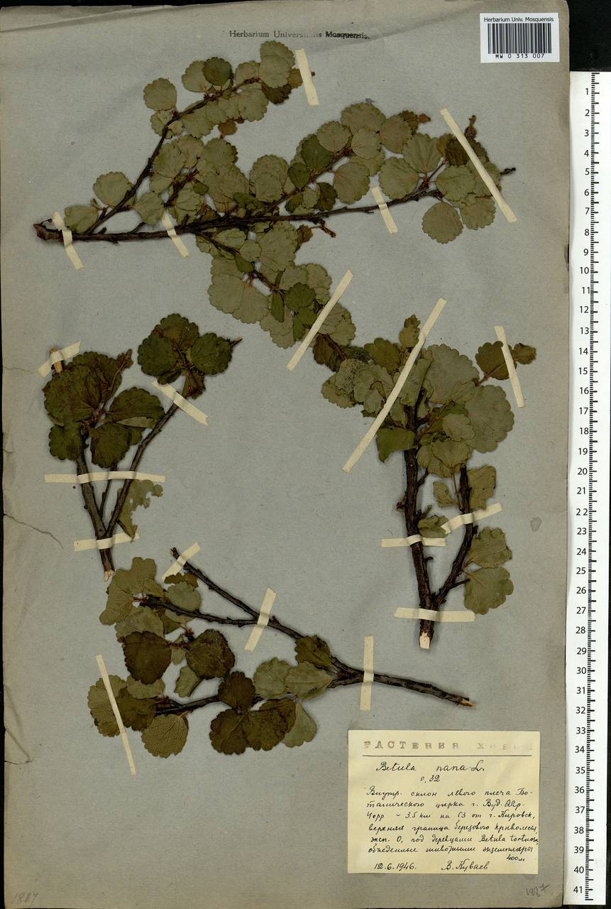 Betula nana L., Eastern Europe, Northern region (E1) (Russia)