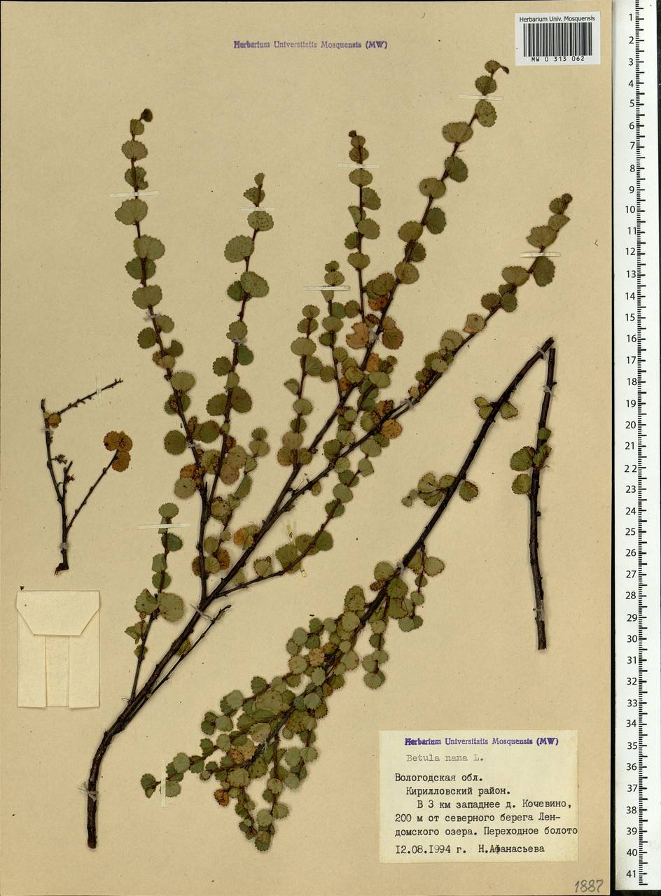 Betula nana L., Eastern Europe, Northern region (E1) (Russia)