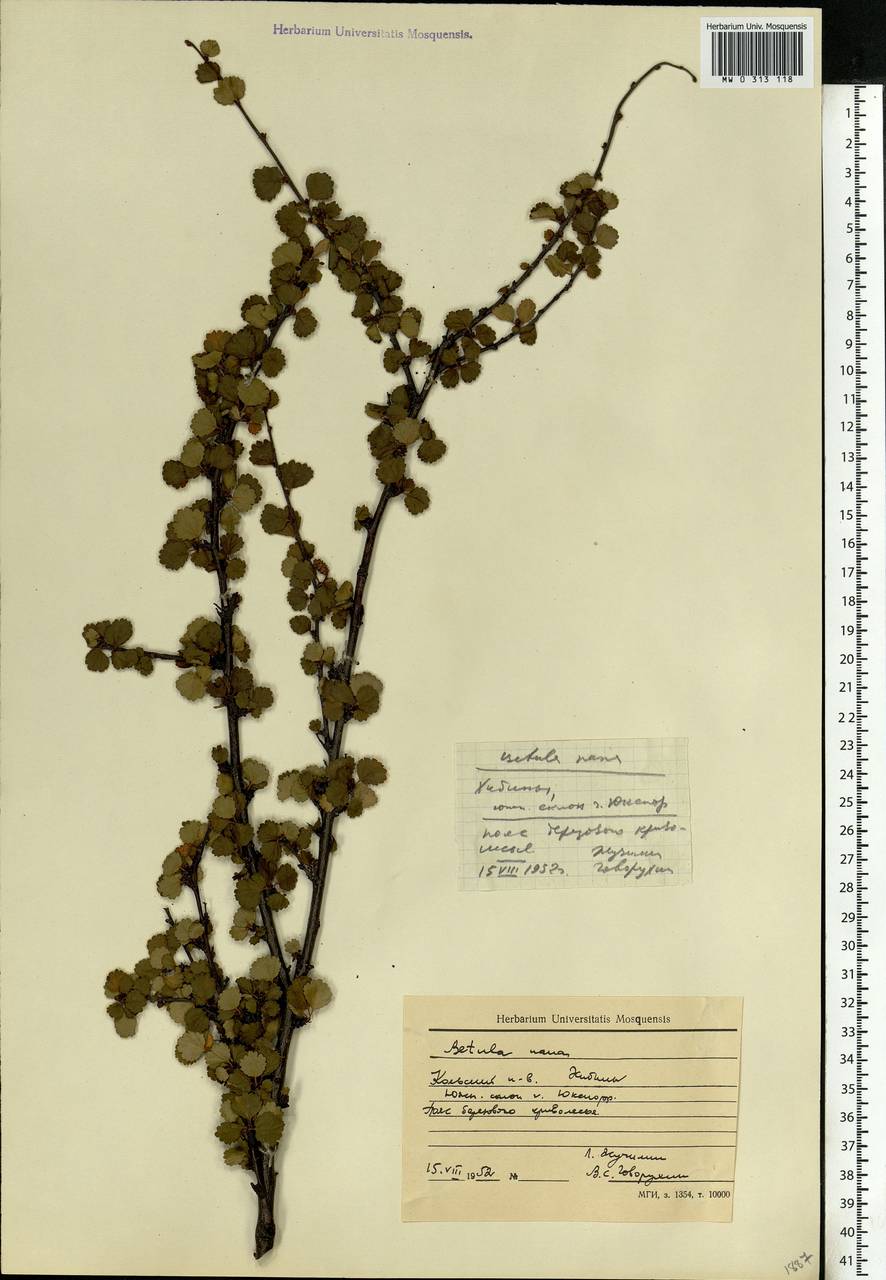 Betula nana L., Eastern Europe, Northern region (E1) (Russia)