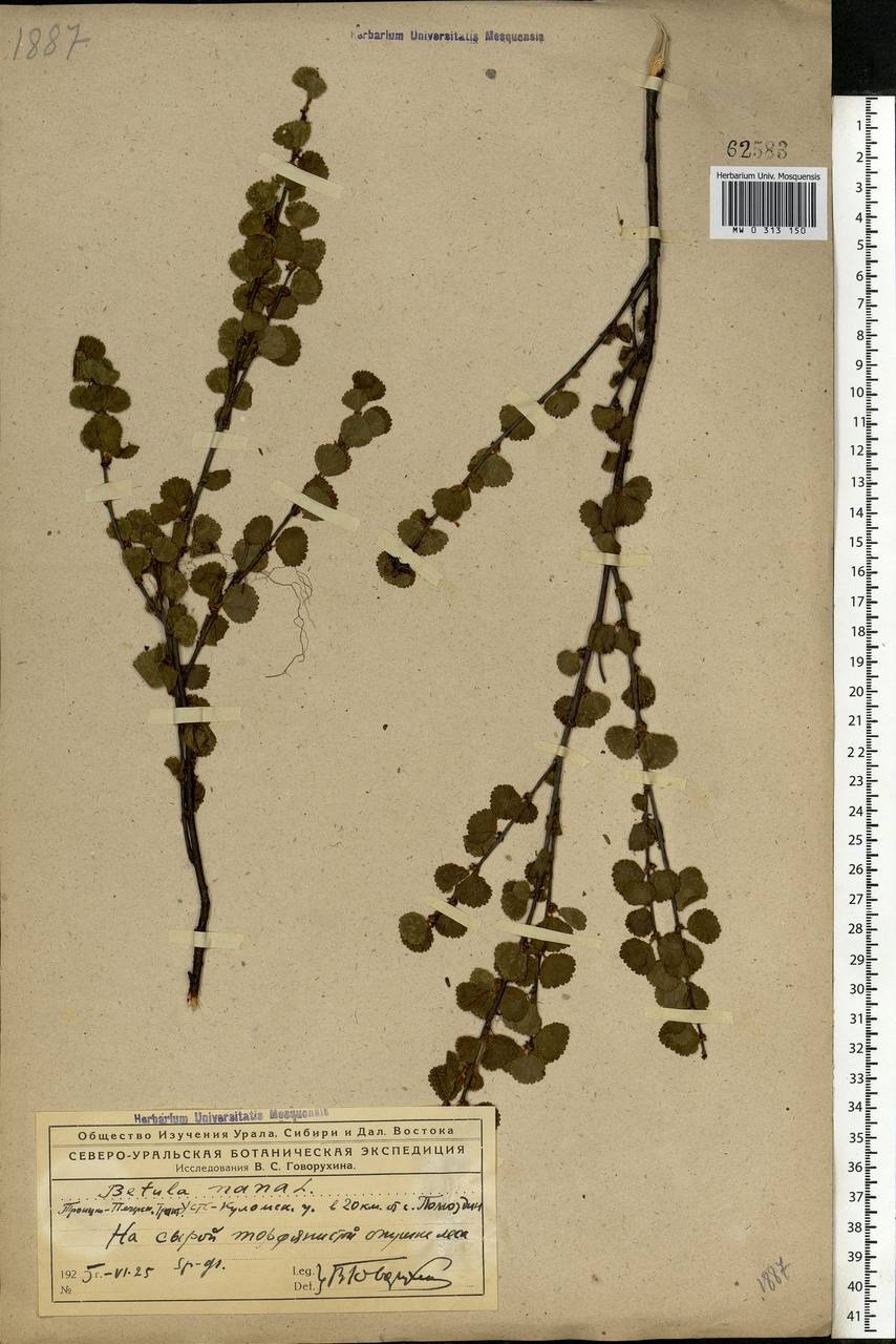 Betula nana L., Eastern Europe, Northern region (E1) (Russia)