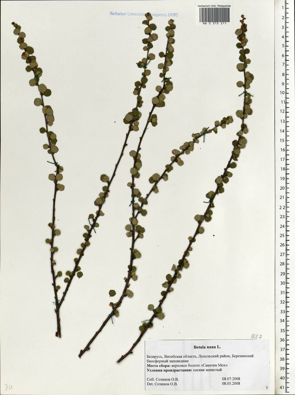 Betula nana L., Eastern Europe, Belarus (E3a) (Belarus)