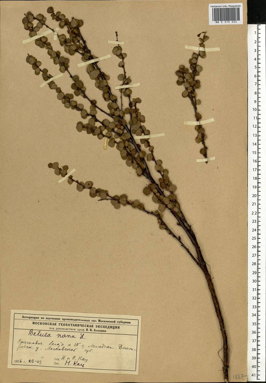 Betula nana L., Eastern Europe, Moscow region (E4a) (Russia)