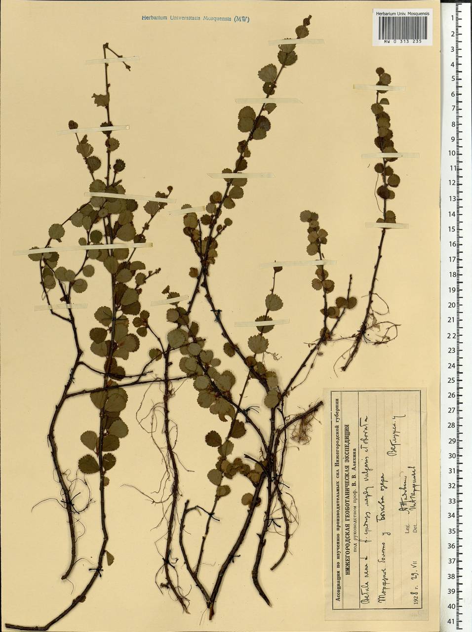 Betula nana L., Eastern Europe, Volga-Kama region (E7) (Russia)