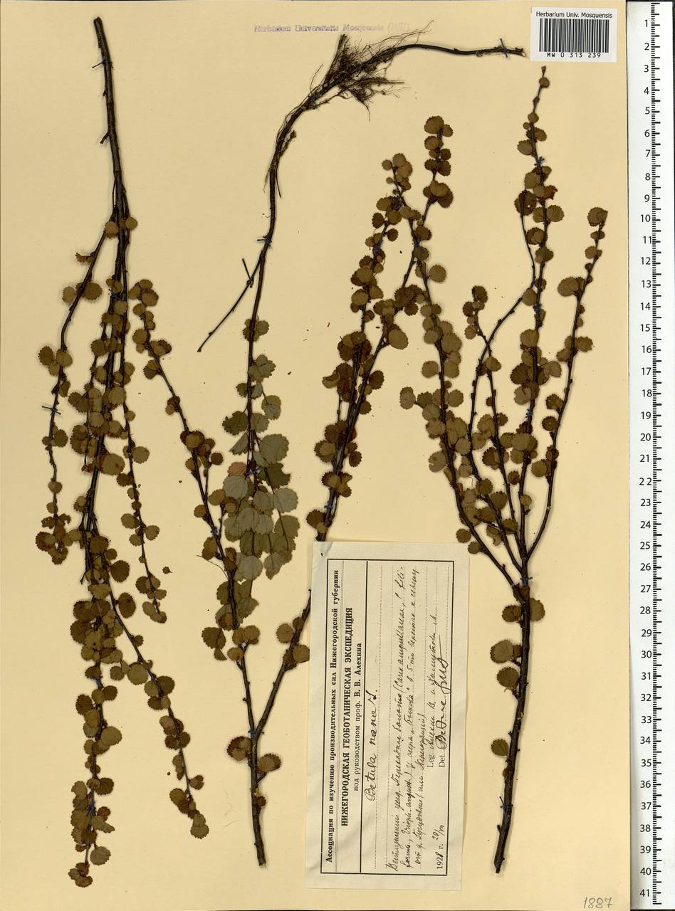Betula nana L., Eastern Europe, Central forest region (E5) (Russia)