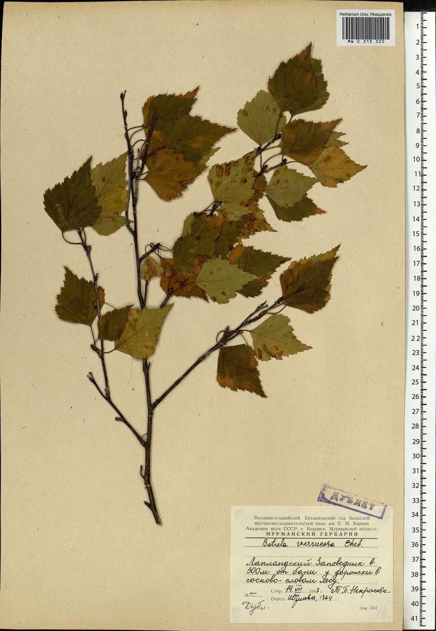 Betula pendula Roth, Eastern Europe, Northern region (E1) (Russia)