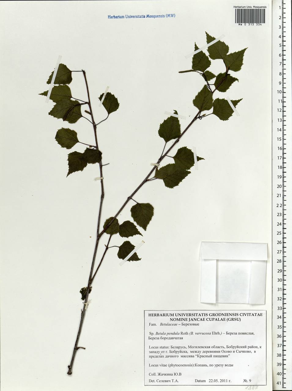 Betula pendula Roth, Eastern Europe, Belarus (E3a) (Belarus)