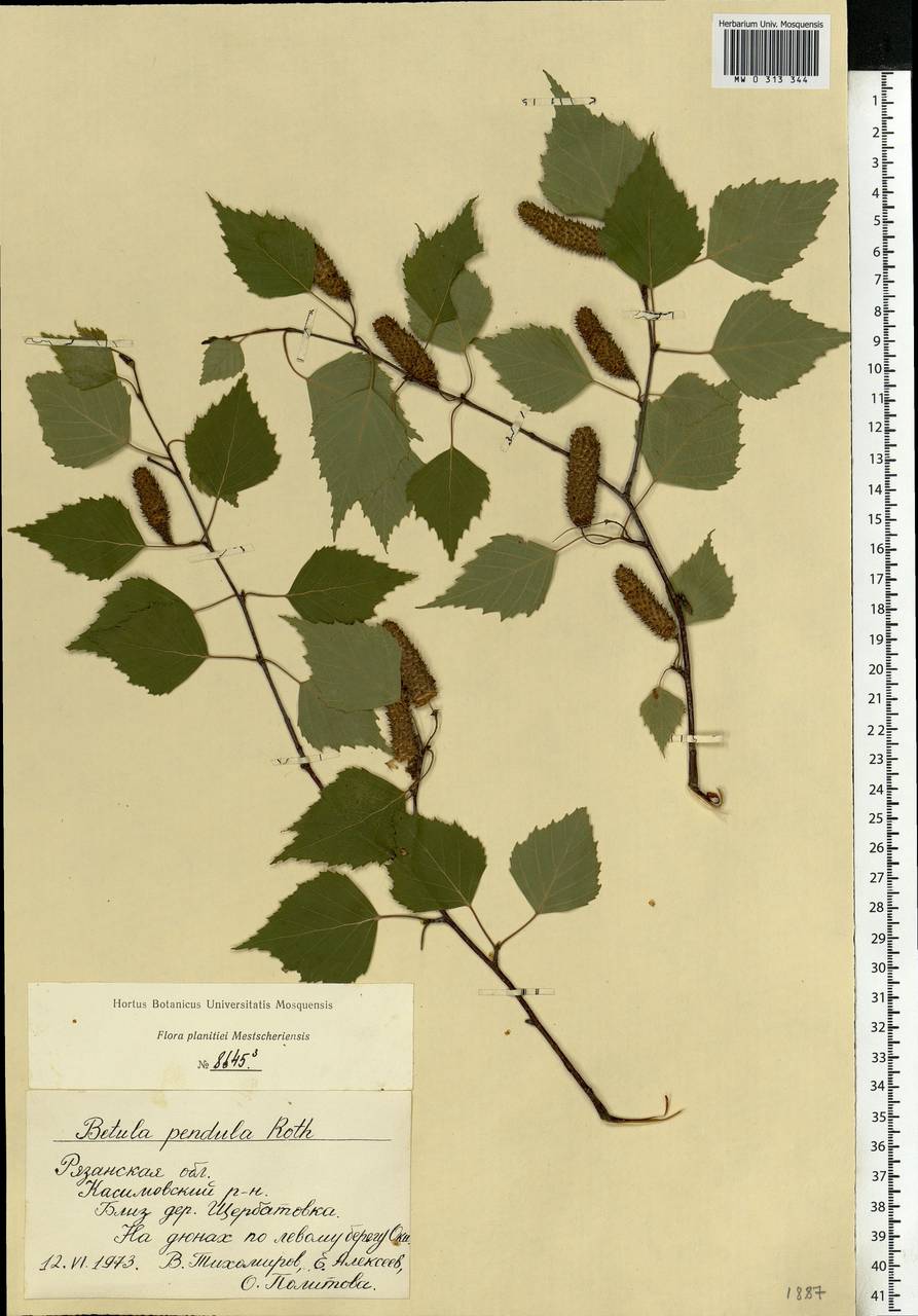 Betula pendula Roth, Eastern Europe, Central region (E4) (Russia)