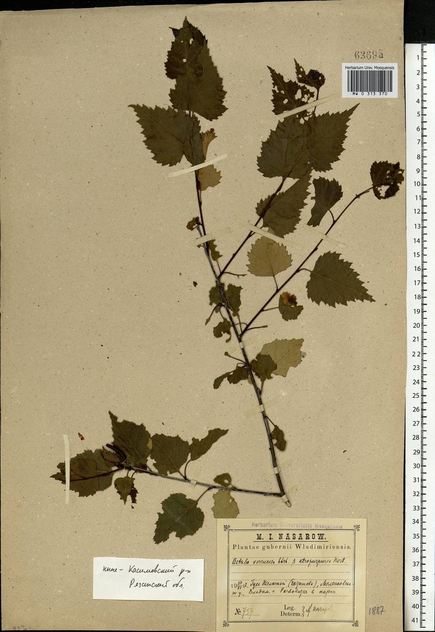 Betula pendula Roth, Eastern Europe, Central region (E4) (Russia)