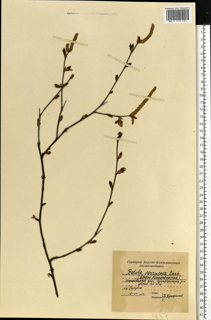 Betula pendula Roth, Eastern Europe, Moscow region (E4a) (Russia)