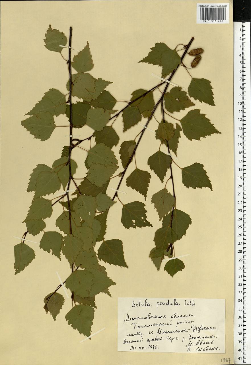 Betula pendula Roth, Eastern Europe, Moscow region (E4a) (Russia)