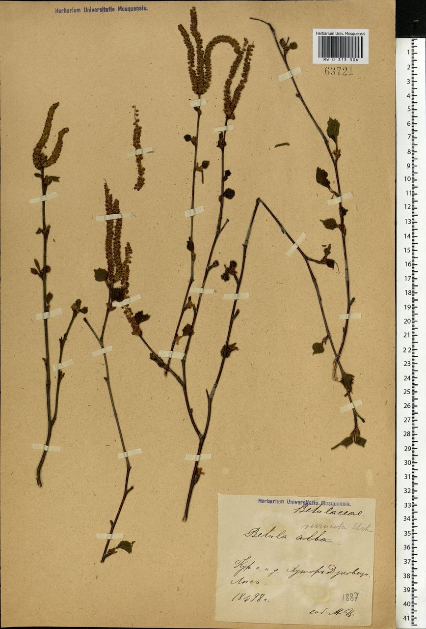 Betula pendula Roth, Eastern Europe, Central forest-and-steppe region (E6) (Russia)