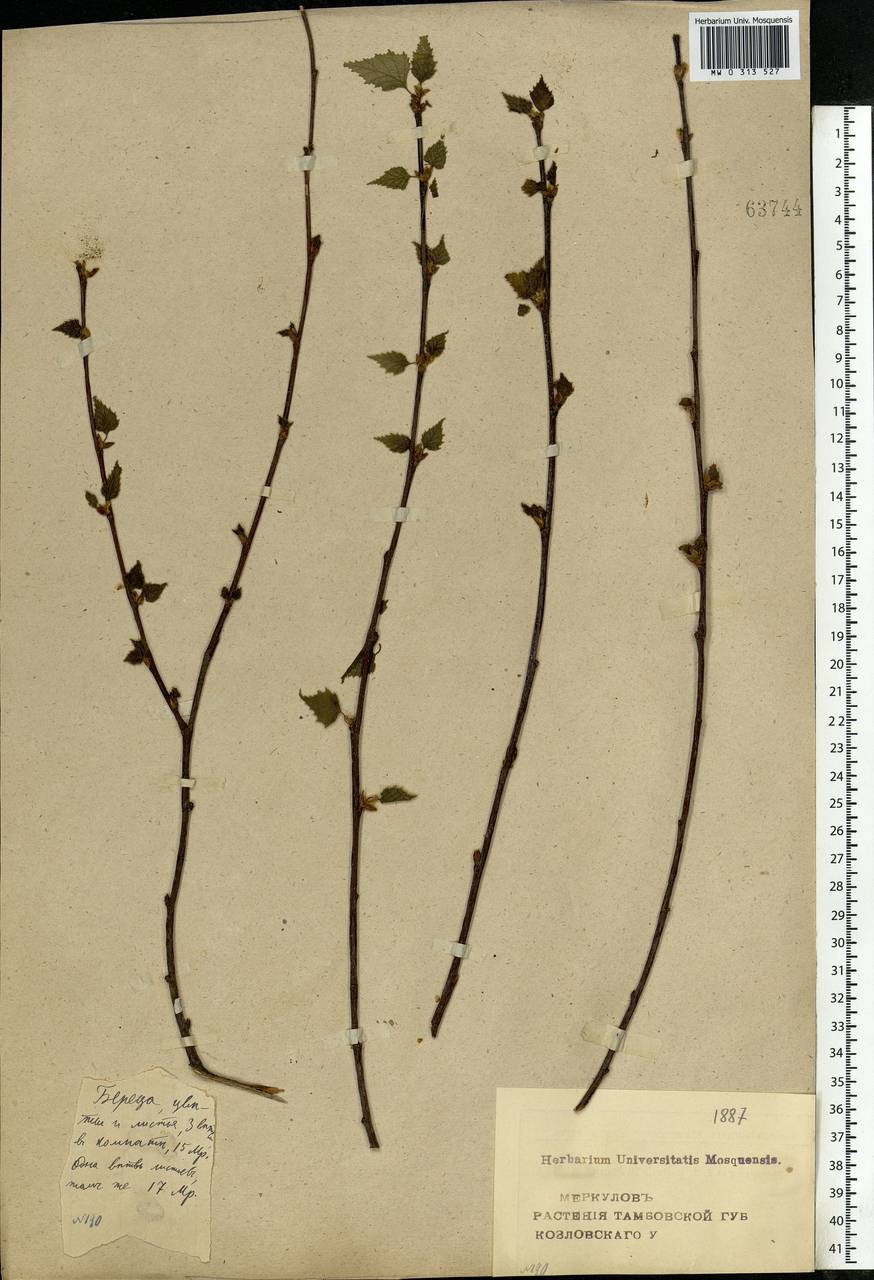Betula pendula Roth, Eastern Europe, Central forest-and-steppe region (E6) (Russia)