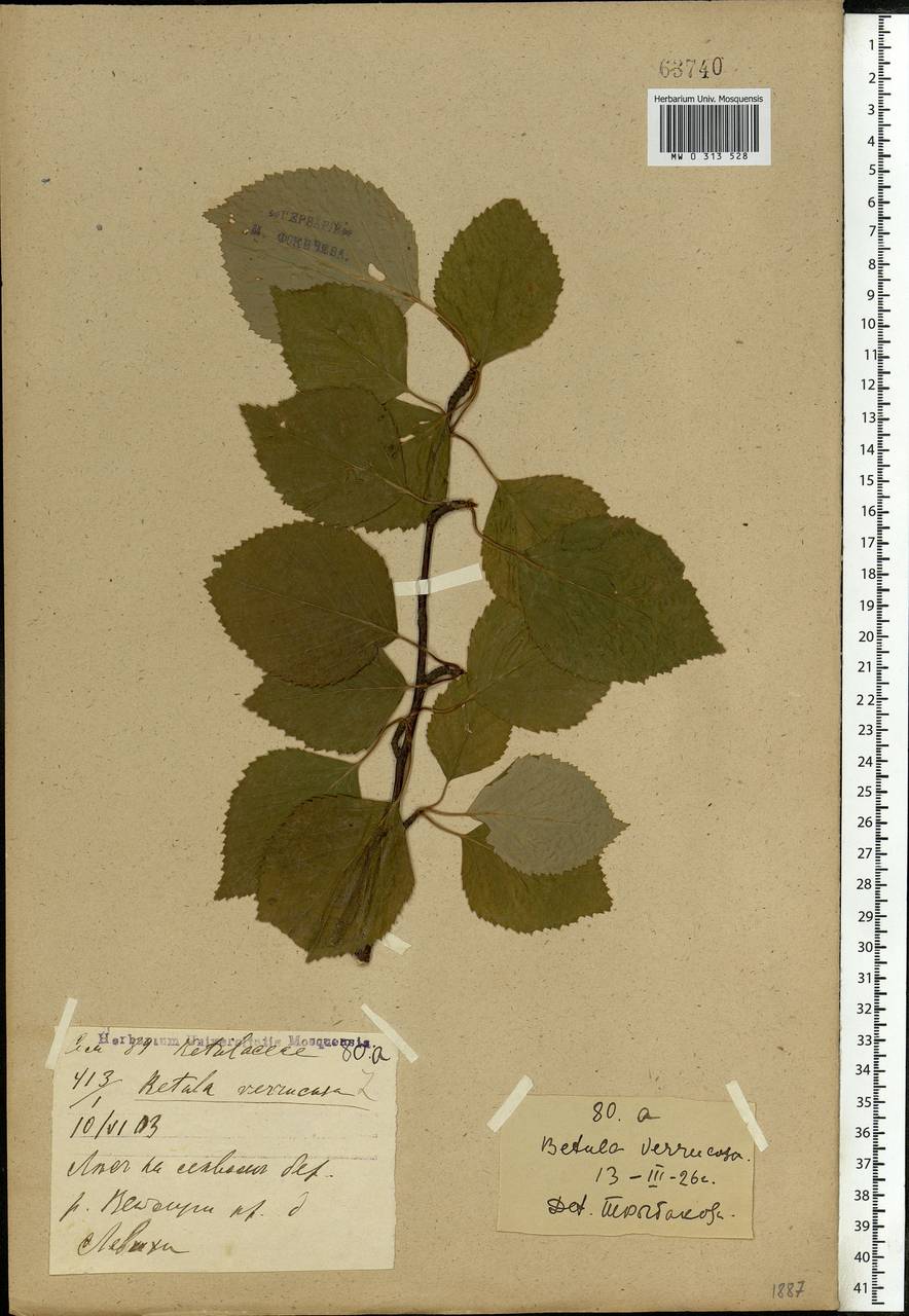 Betula pendula Roth, Eastern Europe, Volga-Kama region (E7) (Russia)