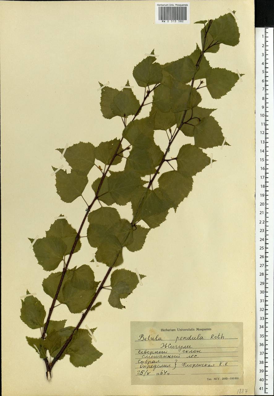 Betula pendula Roth, Eastern Europe, Middle Volga region (E8) (Russia)