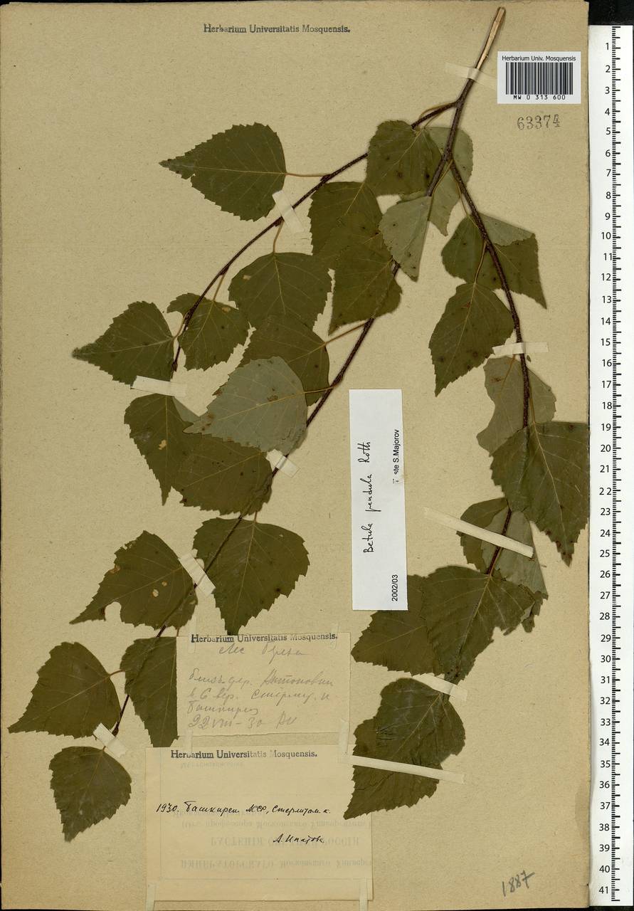 Betula pendula Roth, Eastern Europe, Eastern region (E10) (Russia)
