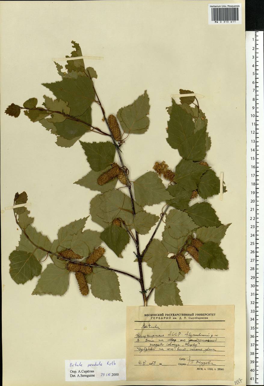 Betula pendula Roth, Eastern Europe, Eastern region (E10) (Russia)