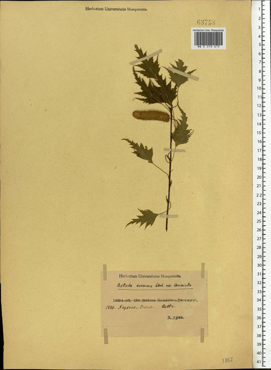 Betula pendula Roth, Eastern Europe, North Ukrainian region (E11) (Ukraine)