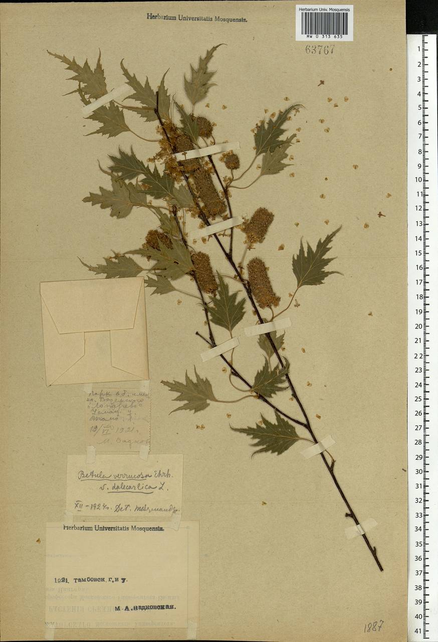 Betula pendula Roth, Eastern Europe, Central forest-and-steppe region (E6) (Russia)