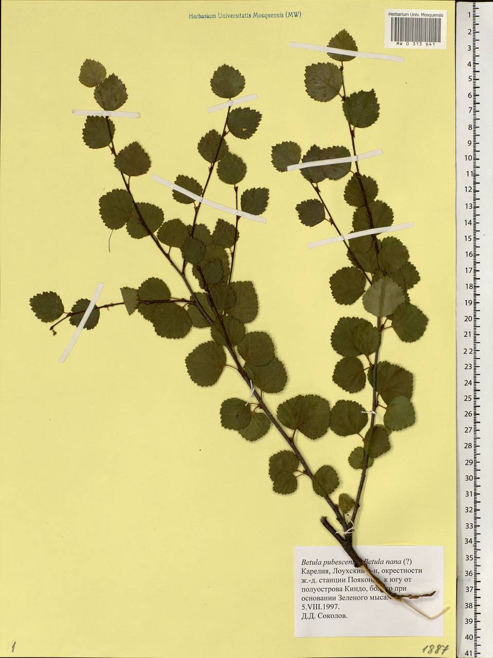 Betula pubescens Ehrh., Eastern Europe, Northern region (E1) (Russia)