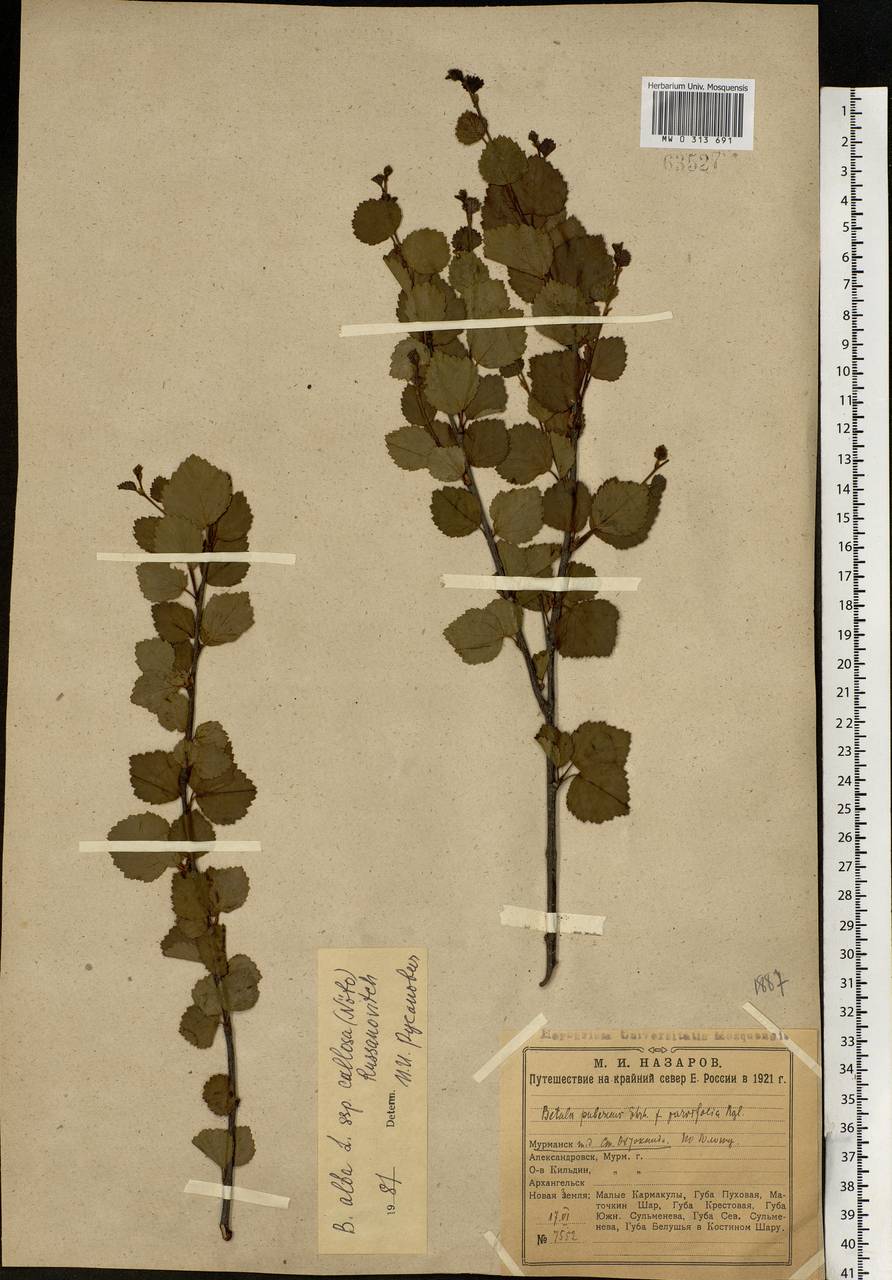 Betula pubescens Ehrh., Eastern Europe, Northern region (E1) (Russia)