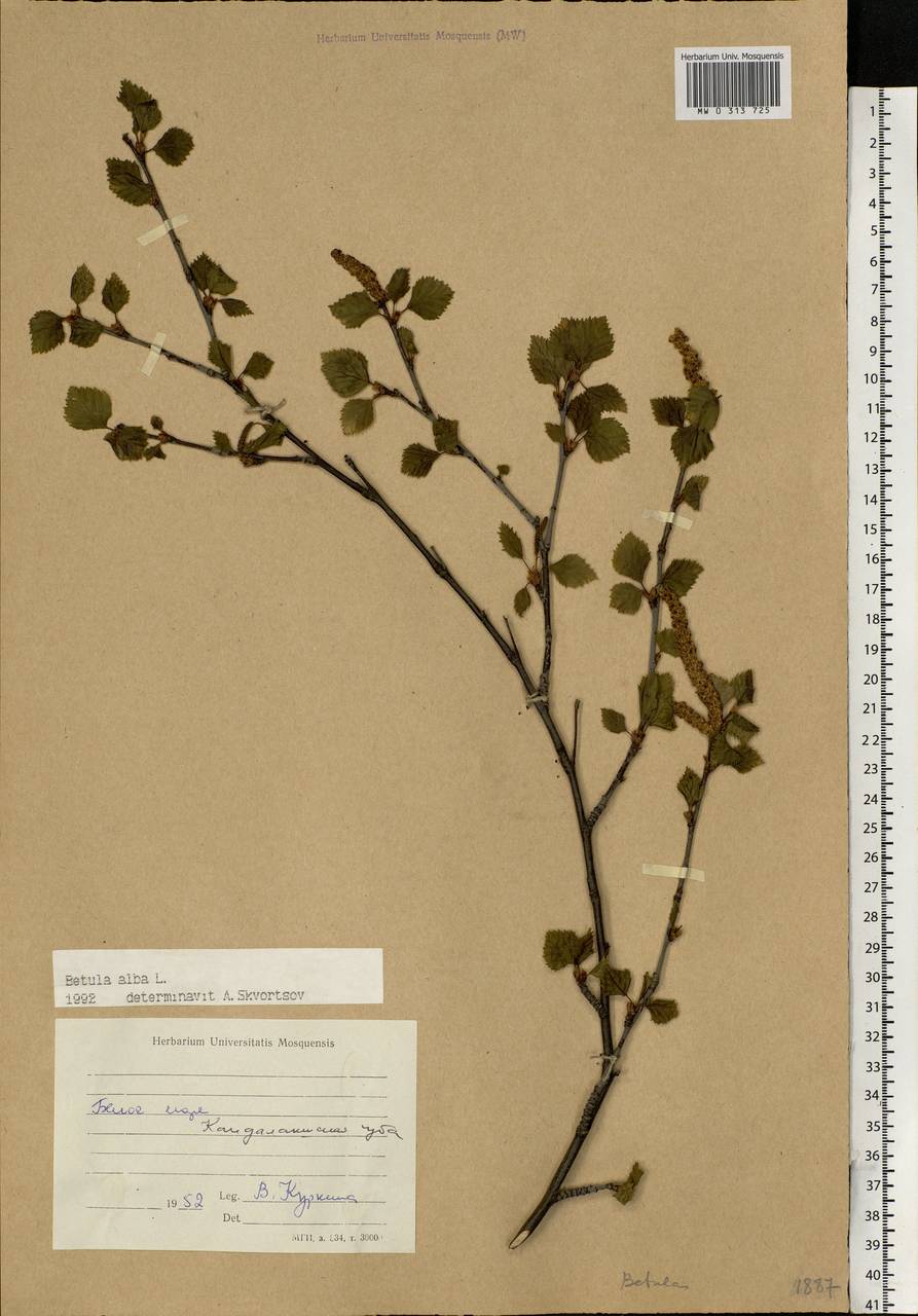 Betula pubescens Ehrh., Eastern Europe, Northern region (E1) (Russia)