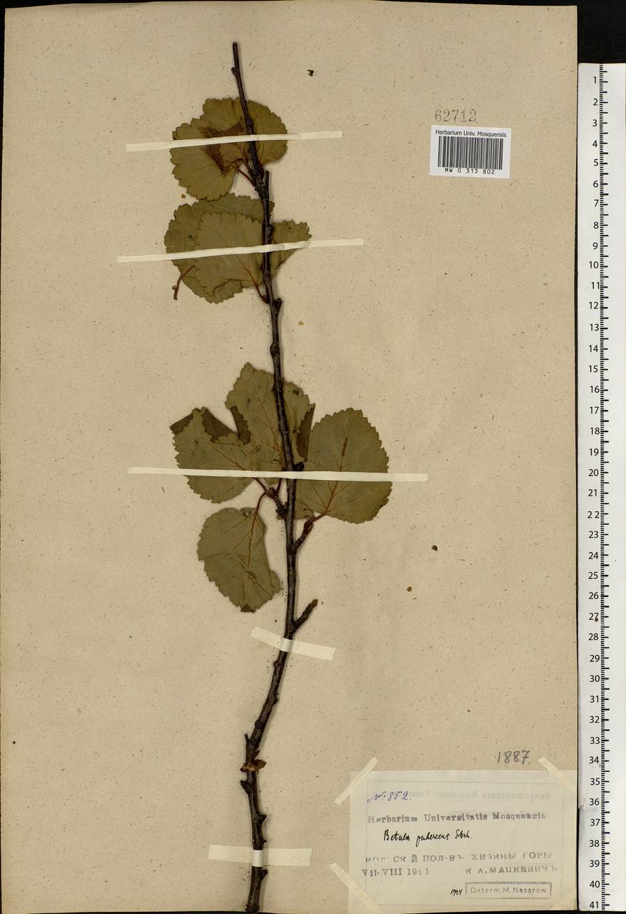 Betula pubescens Ehrh., Eastern Europe, Northern region (E1) (Russia)