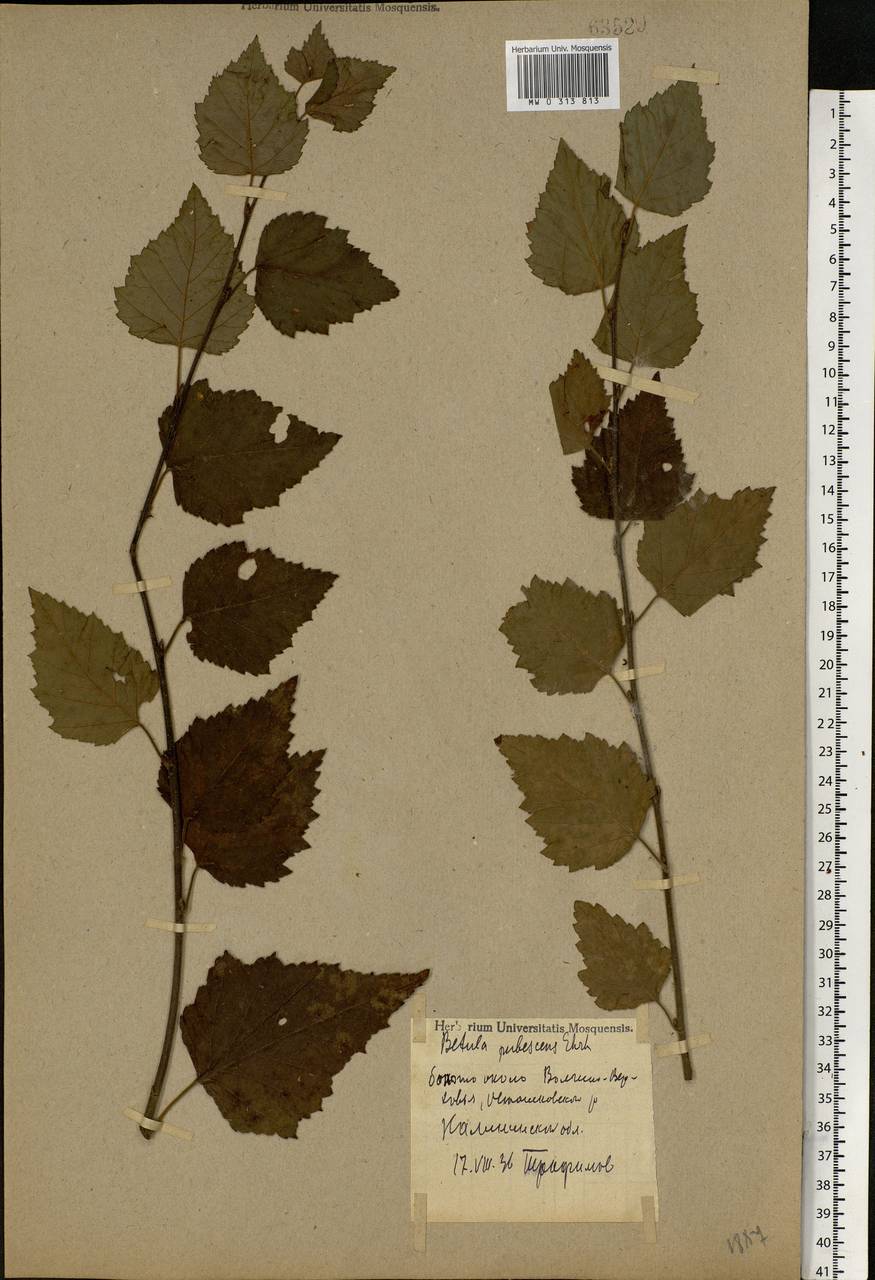 Betula pubescens Ehrh., Eastern Europe, North-Western region (E2) (Russia)